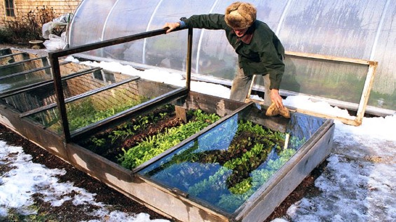 توصیه به کشاورزان و دامداران درباره وقوع یخبندان در گلستان
