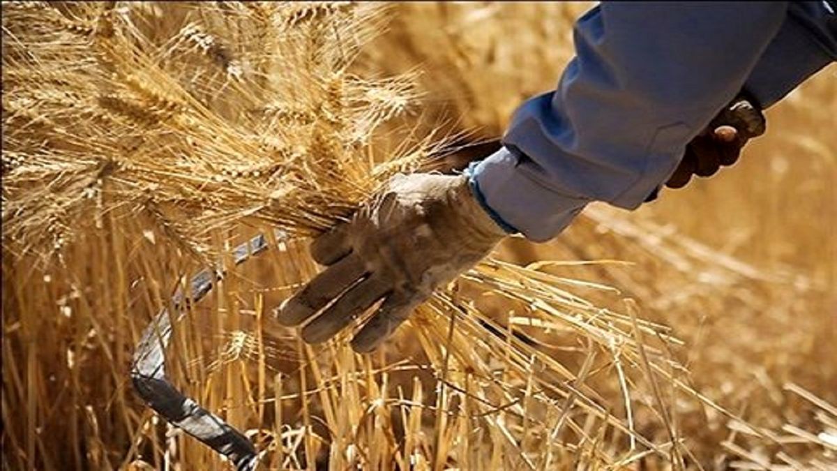کشاورزان گلستان ۷۵۰۰ میلیارد تومان گندم تحویل مراکز دولتی دادند/ مطالبات گندمکاران تا هفته آینده تسویه می‌شود