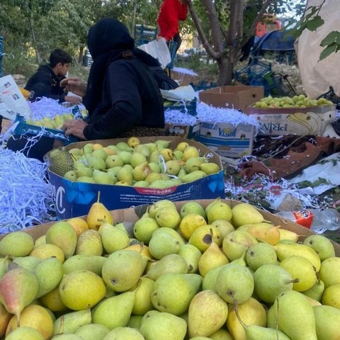 برداشت سیب و گلابی از باغات روستای چمن ساور کردکوی